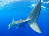  oahu shark encounter